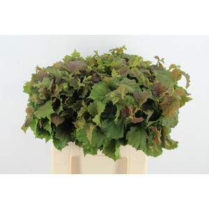 CORYLUSBLAD  AUREA GROEN