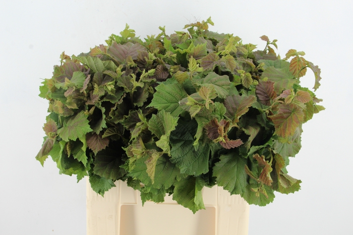 <h4>CORYLUSBLAD  AUREA GROEN</h4>