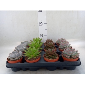 Echeveria   ...mix