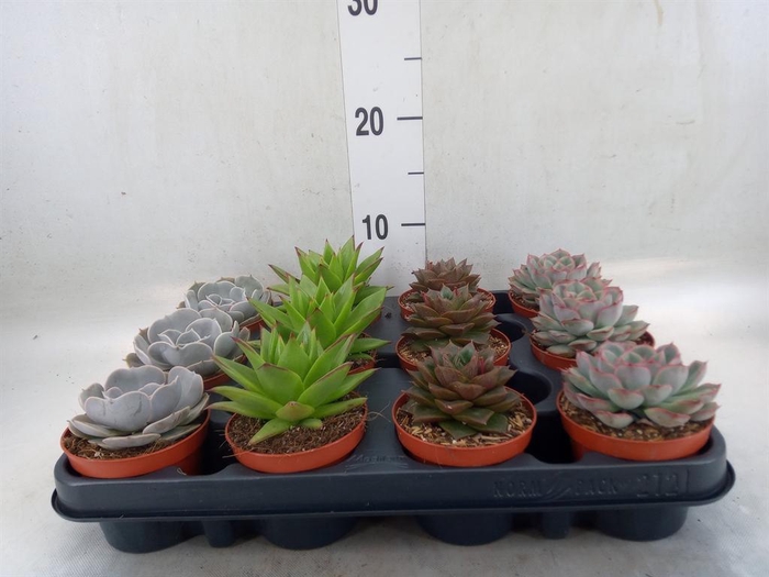 <h4>Echeveria ...mix</h4>