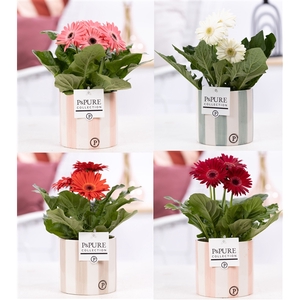 Gerbera gemengd