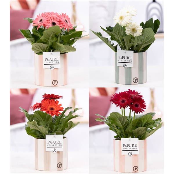 <h4>Gerbera gemengd</h4>