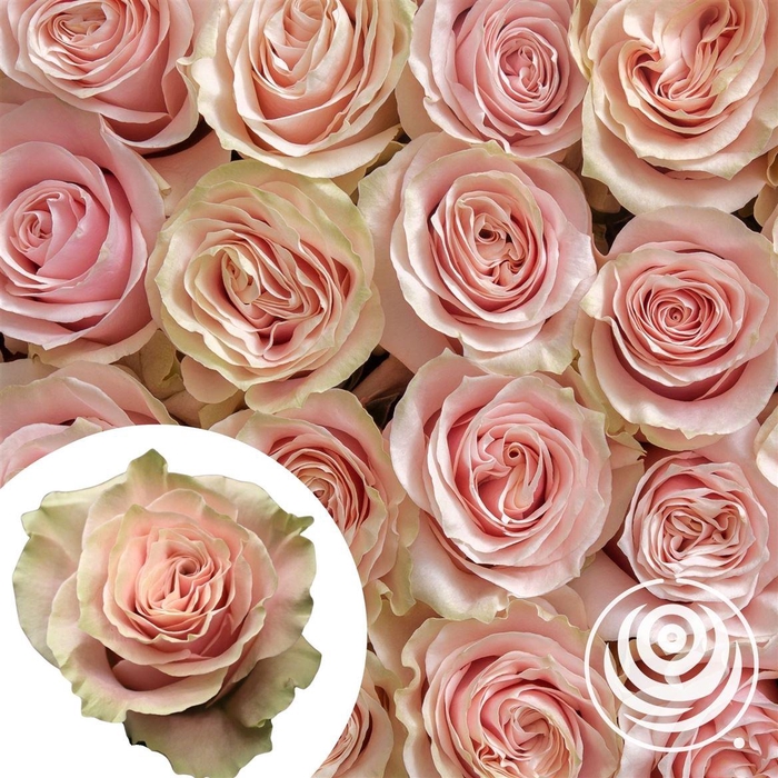 <h4>R Eq Pink Mondial</h4>