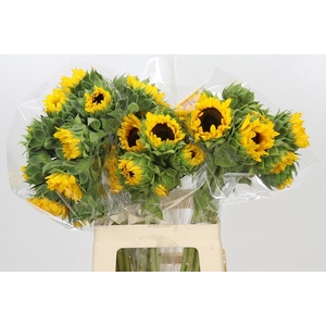 Helianthus Orange Fire
