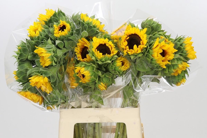 <h4>Helianthus Orange Fire</h4>