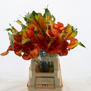 Calla Odeon | Dubbelbloemig