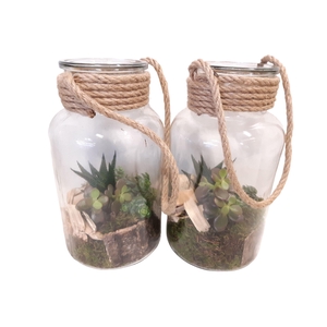 714 RP Fles / Terrarium 14/26 mini Succulentmix