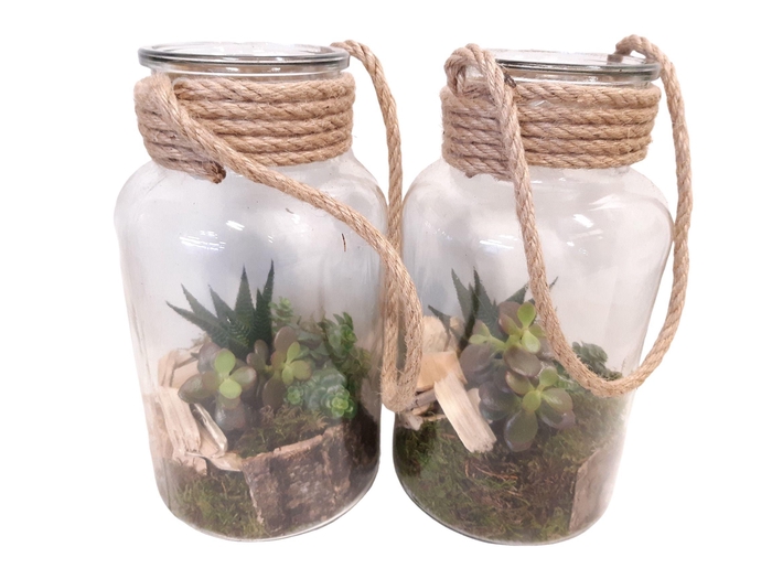 <h4>714 RP Fles / Terrarium 14/26 mini Succulentmix</h4>