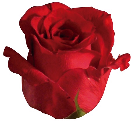 <h4>ROSA IPANEMA 040 CM ESTUFA</h4>