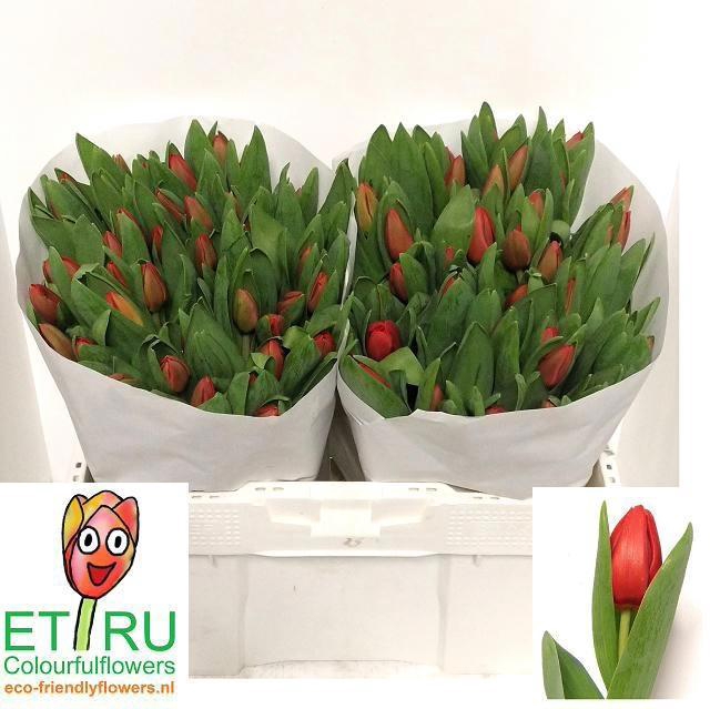 <h4>TU EN ESCAPE</h4>