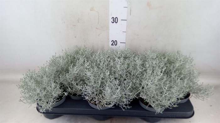 <h4>Leucophyta brownii</h4>