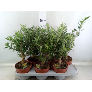 Olea europaea