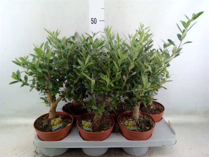 <h4>Olea europaea</h4>