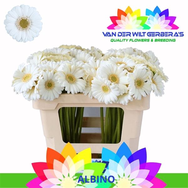 <h4>GE Mi Albino</h4>