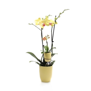 Hugo Citrus Phal Geel 2T + Tiny Dolls 1T