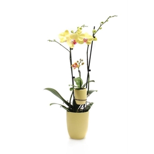 Hugo Citrus Phal Geel 2T + Tiny Dolls 1T