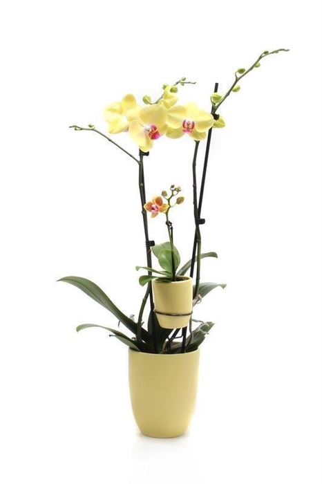 <h4>Hugo Citrus Phal Geel 2T + Tiny Dolls 1T</h4>