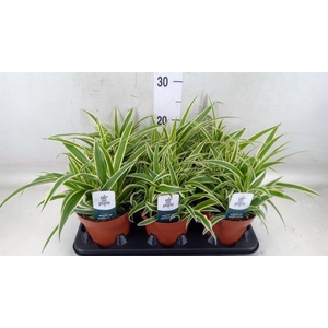 Chlorophytum com. 'Vittatum'