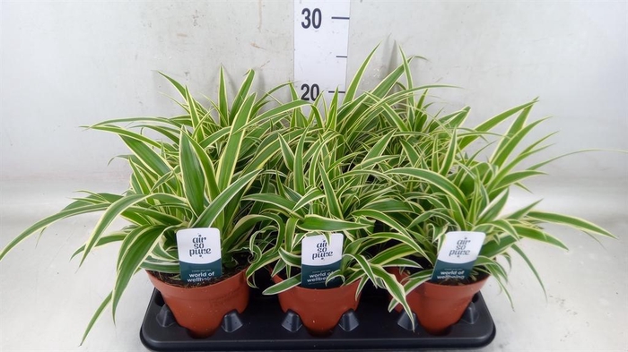 <h4>Chlorophytum com. 'Vittatum'</h4>
