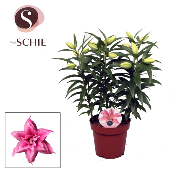 <h4>Roselily Esra p19</h4>