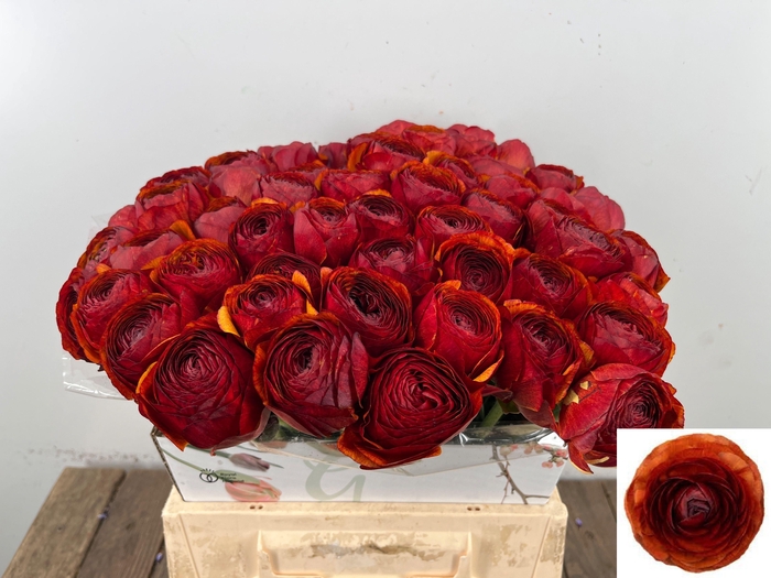 <h4>RANUNCULUS OV</h4>