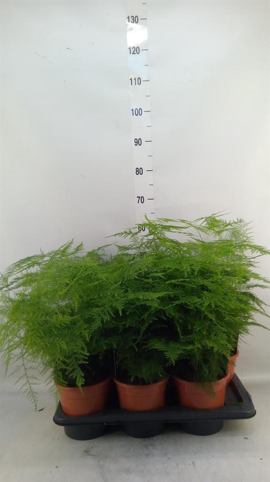 <h4>Asparagus setaceus</h4>