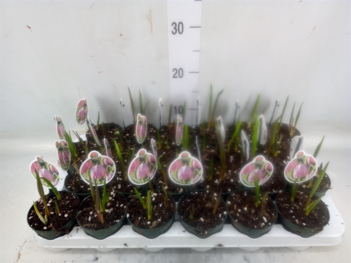 <h4>Fritillaria meleagris</h4>