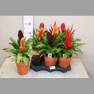 ARR BROMELIA