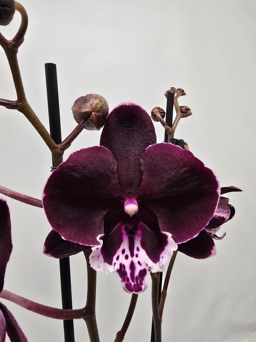 <h4>Limited 79 week 10</h4>