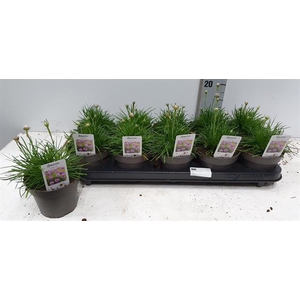 Armeria maritima Armada Rose 12Ø 28cm