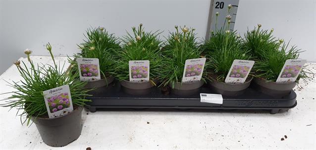 Armeria maritima Armada Rose 12Ø 28cm