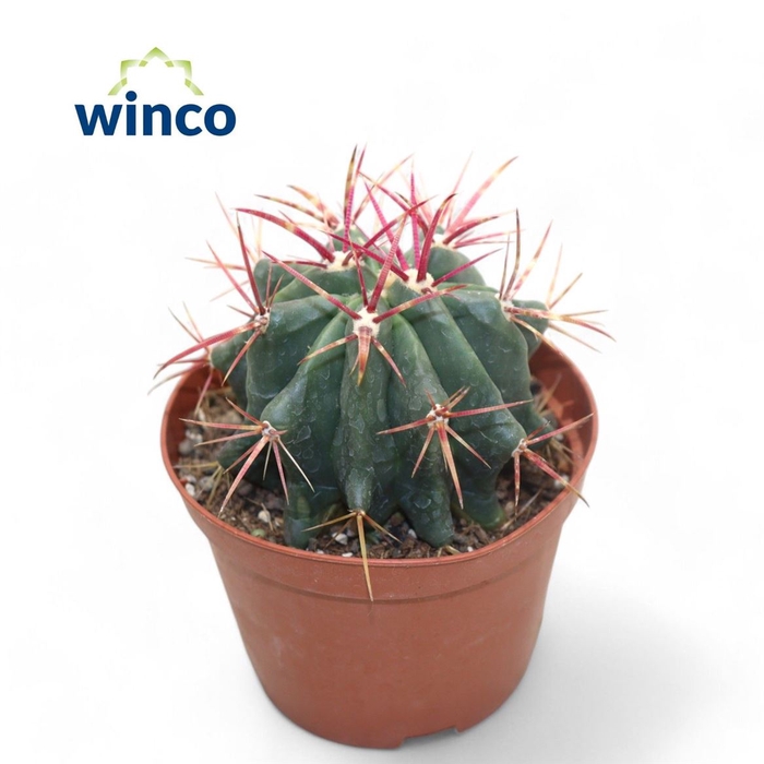 <h4>Ferocactus Pilosus</h4>