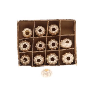 SHELL URCHIN 12PCS 7/8CM