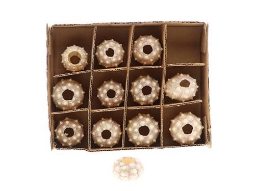 <h4>SHELL URCHIN 12PCS 7/8CM</h4>