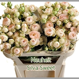 R TR SILVA SWEET+