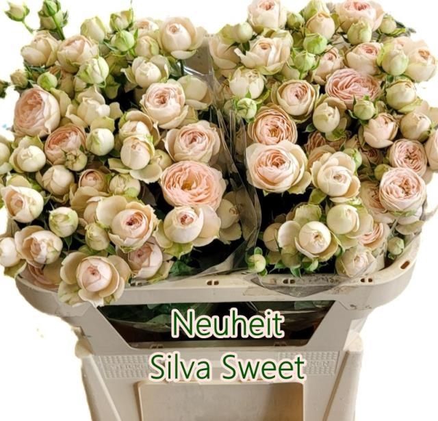 <h4>R TR SILVA SWEET+</h4>
