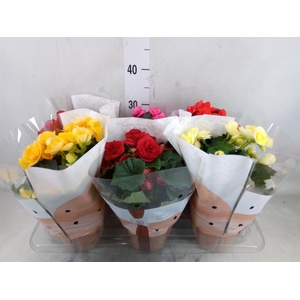 Begonia elat. DU   ...mix
