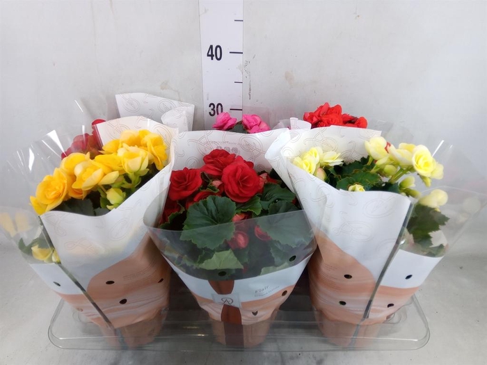 <h4>Begonia elat. DU   ...mix</h4>