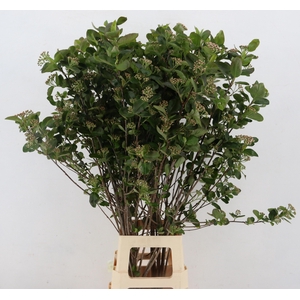 ARONIA MELANOCAR BLD