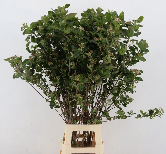 <h4>ARONIA MELANOCAR BLD</h4>