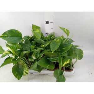 Epipremnum pinn. 'Aureum'