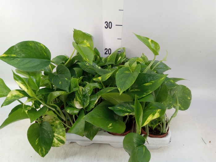 <h4>Epipremnum pinn. 'Aureum'</h4>