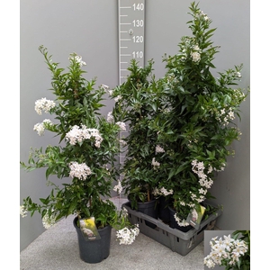 SOLANUM JASMINOIDES