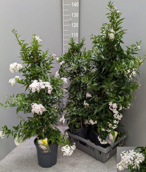 <h4>SOLANUM JASMINOIDES</h4>