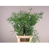 Asparagus Falcatus