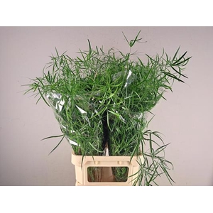 Asparagus Falcatus