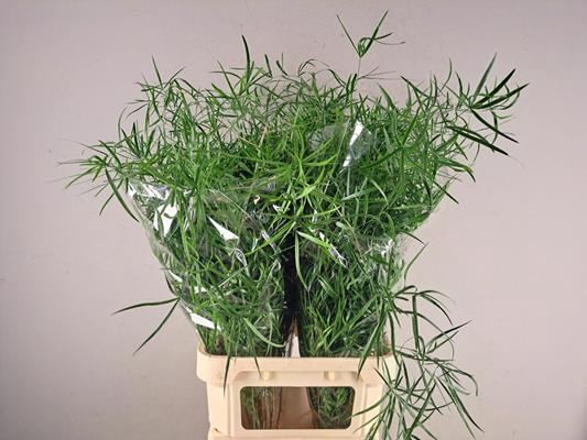 <h4>Asparagus Falcatus</h4>