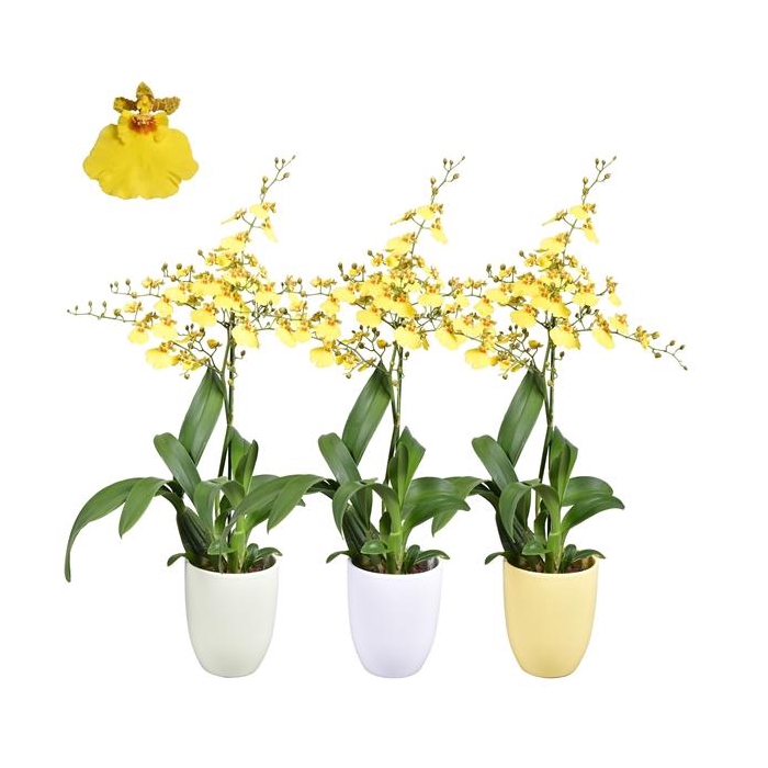 <h4>Easter Oncidium 1 tak met groen, geel en wit keramiek</h4>