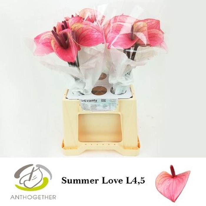 <h4>Anthurium andr. 'Summer Love'</h4>