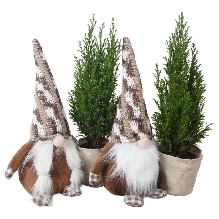 <h4>PTK25185 Ellwoodii in stoffen gnoom</h4>